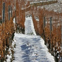 Vignes neige Chardonne - 062
